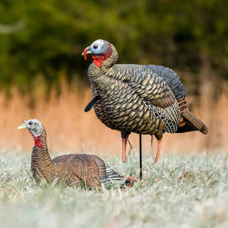 Avian-X HDR Jake Turkey Decoy Rugged Durable Realistic Lifelike Quarter-Strut Body Standing Hunting Decoy with 2 Removable Head