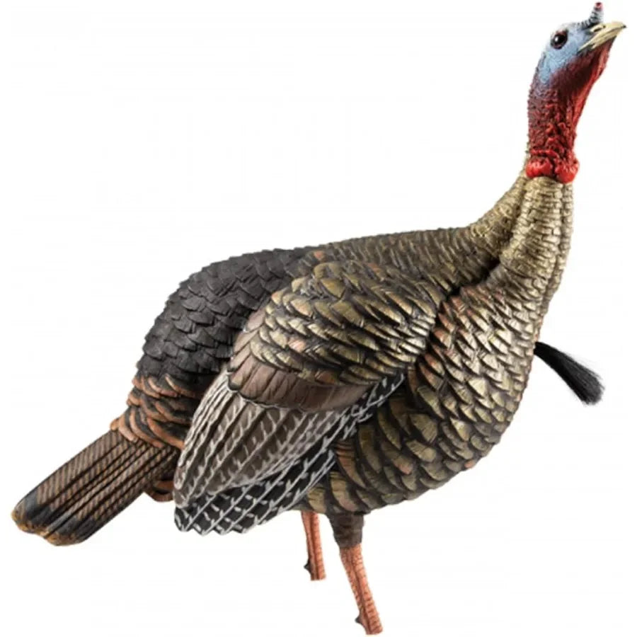 Avian-X HDR Jake Turkey Decoy Rugged Durable Realistic Lifelike Quarter-Strut Body Standing Hunting Decoy with 2 Removable Head