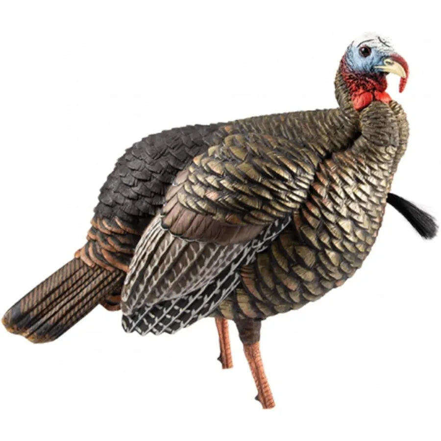 Avian-X HDR Jake Turkey Decoy Rugged Durable Realistic Lifelike Quarter-Strut Body Standing Hunting Decoy with 2 Removable Head
